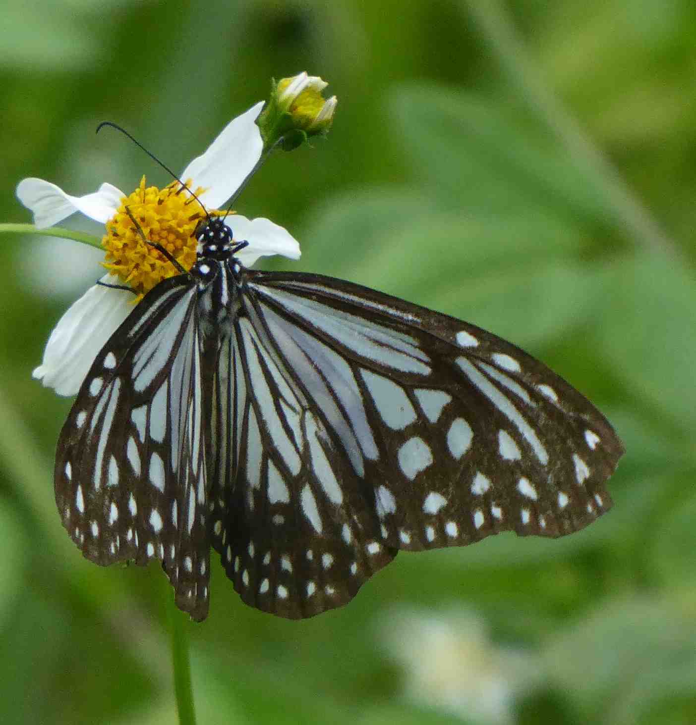 Parantica aglea maghaba Parantica aglea maghaba